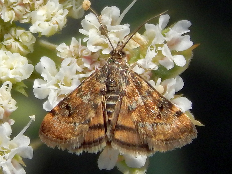 Crambide 2 (?) da ID - Aporodes floralis